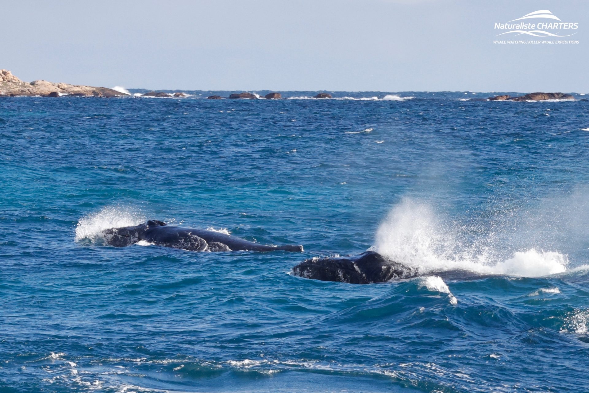 Dynamic Humpback Whales